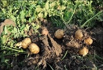 آشنایی با روش های مبارزه با علف های هرز مزرعه سیب‌زمینی (قسمت دوم)