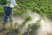 آشنایی با روش های مبارزه با علف های هرز مزرعه سیب‌زمینی (قسمت سوم)