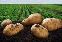 آشنایی با روش های مبارزه با علف های هرز مزرعه سیب‌زمینی (قسمت چهارم)