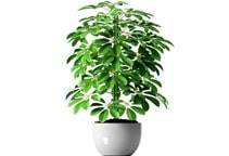 آشنایی با گیاه شفلرا و نحوه نگهداری آن