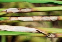 آشنایی با بيماري سوختگي غلاف برنج 