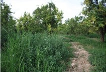 آشنایی با روش‌های مبارزه با علف‌های هرز باغ‌های سیب‌ (قسمت اول)