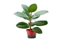 آشنایی با گیاه فیکوس الاستیکا و نحوه نگهداری آن