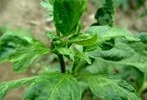 آشنایی با بیماری‌های ویروسی گیاهان (قسمت دوم)