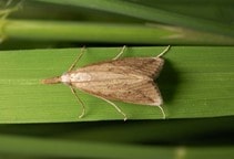 آشنایی با کرم ساقه خوار نواری در کشت مجدد برنج