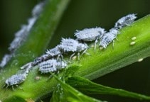 آشنایی با آفتکش‌های معدنی (قسمت سوم)