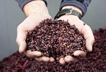 آشنایی با تفاله انگور در تغذیه دام