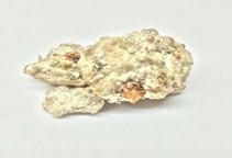 آشنایی با گیاه دارویی بیدخشت