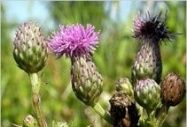 آشنایی با مدیریت غیرشیمیایی علف‌های هرز (مدیریت زراعی) (قسمت سوم)