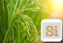 آشنایی با نقش عنصر سیلیس در خاک