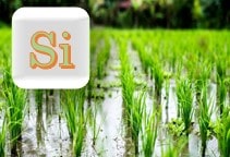 آشنایی با نقش عنصر سیلیس در گیاهان