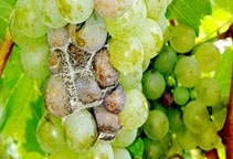 آشنایی با مقاومت به قارچ‌کش‌ها (قسمت اول)