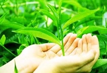 آشنایی با کنه پهن زرد در باغ‌های چای