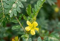 آشنایی با نقش جاسمونات‌ها در افزایش مقاومت گیاهان به تنش‌های غیرزنده (قسمت اول)