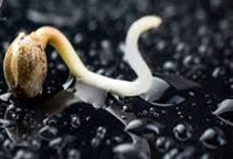 آشنایی با پیش تیمار بذر برنج (قسمت دوم)