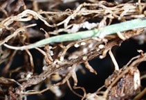 آشنایی با نماتدهای انگل گیاهی (قسمت پنجم)