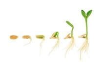 آشنایی با پیش تیمار بذر برنج (قسمت سوم)