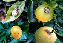 آشنایی با حلزون قهوه‌ای در باغات مرکبات 