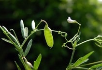 آشنایی با آفات عدس (قسمت اول)