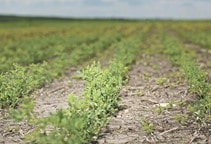 آشنایی با آفات عدس (قسمت دوم)