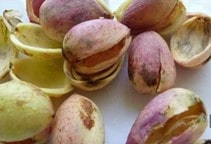 آشنایی با پسماند پسته در تغذیه دام (قسمت اول)