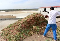 آشنایی با پسماند پسته در تغذیه دام (قسمت دوم)