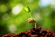 آشنایی با عوامل زراعی مرتبط با جوانه زدن 