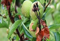 آشنایی با بیماری آتشک درختان میوه دانه‌دار