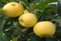 آشنایی با ویروس لکه سبزرد برگ سیب