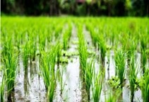 آشنایی با کوتولگی برنج (قسمت دوم)