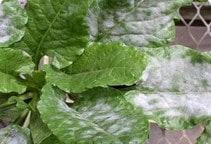 آشنایی با بیماری سفیدک پودری چغندرقند