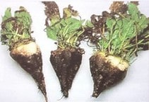 آشنایی با بیماری پوسیدگی ریشه چغندرقند