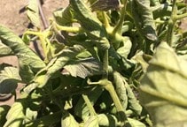 آشنایی با بیماری‌های ویروسی گیاهان (قسمت سوم)