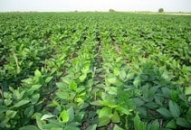 آشنایی با روش های مبارزه با علف های هرز مزرعه سویا