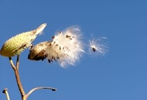 آشنایی با مدیریت غیرشیمیایی علف‌های هرز (مدیریت زراعی) (قسمت ششم)