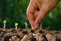 آشنایی با کاشت (قسمت دوم)