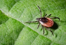 آشنایی با کنه‌های بیمارگر گیاهی (قسمت دوم)