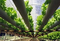 آشنایی با بسترهای کشت گلخانه (قسمت اول)