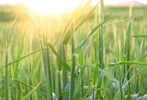 آشنایی با بیماری‌های لکه قهوه‌ای در گیاه جو