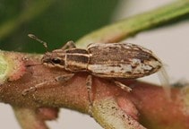 آشنایی با آفات یونجه (قسمت دوم)