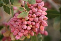 آشنایی با بیماری گموز پسته (قسمت اول)