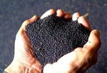 آشنایی با کنجاله کلزا در تغذیه طیور