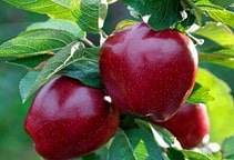 آشنایی با نقش جاسمونات‌ها در فیزیولوژی محصولات برداشت شده (قسمت اول)