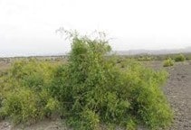 آشنایی با گیاه علوفه‌ای هرش