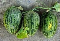 آشنایی با زراعت خربزه مه ولاتی