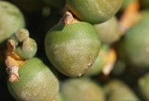 آشنایی با کنه‌های بیمارگر گیاهی (قسمت سوم)