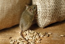 آشنایی با جوندگان مضر کشاورزی (قسمت اول)