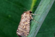 آشنایی با آفت‌کش‌های آلی طبیعی (قسمت سوم)