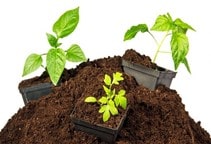 آشنایی با بسترهای کشت گلخانه (قسمت چهارم)