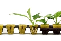 آشنایی با بسترهای کشت گلخانه (قسمت پنجم)